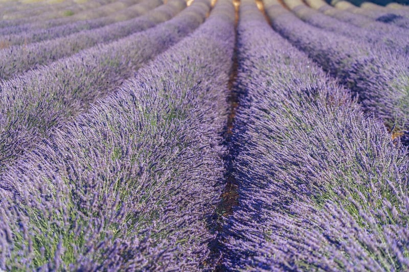 Lavender Sachets