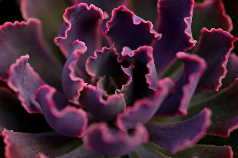 Personalized Succulents